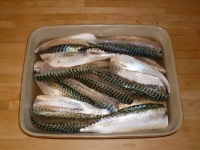 mackerel brine