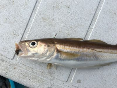 First whiting