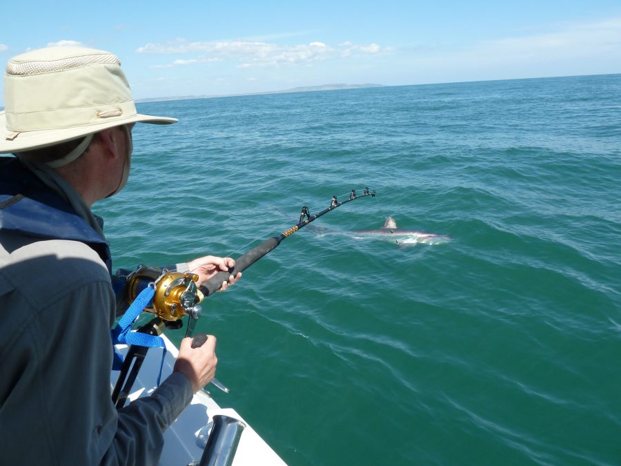 Thresher shark fishing Isle of Wight