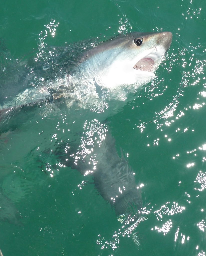 Thresher shark fishing Isle of Wight