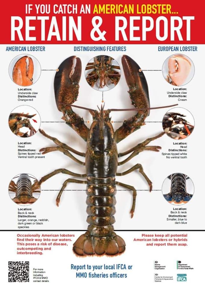 American lobster identification