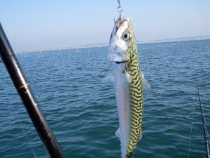 Big Mackerel