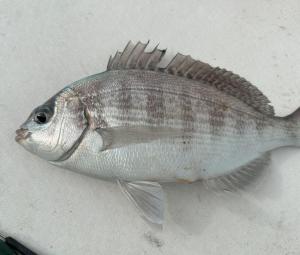 Bream