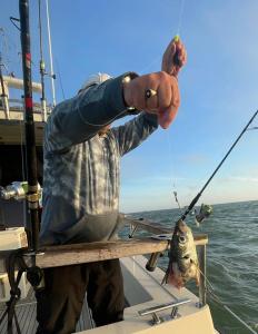 Conger-Muncher-Steve-Andrewsc