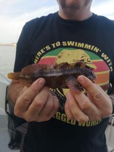 Jim-Atkins-Tompot-Blenny