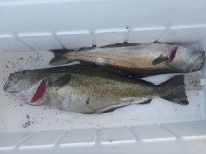 First fish in the box