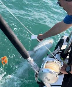 Peter-Churchill-Porbeagle