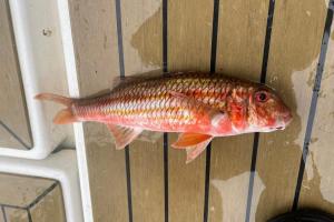 Red-Mullet