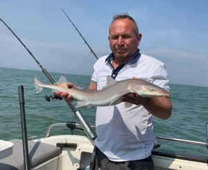 Smoothhound