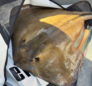 Stingray-42lb