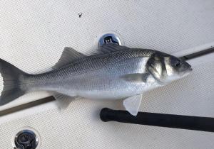 Tim-Andrews-Bait-Robber-Bass