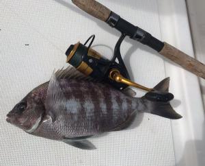 Tim-Andrews-Bream (1)