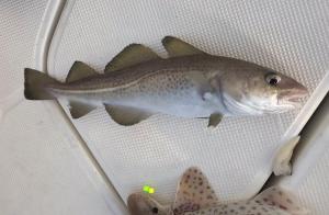 Tim-Andrews-tiddler-cod